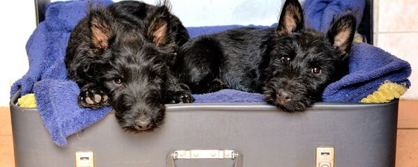 Пес-путешественник - Sputnik Беларусь