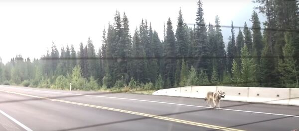 Серый волк несколько километров преследовал автомобиль канадцев Серый волк несколько километров преследовал автомобиль канадцев - Sputnik Беларусь