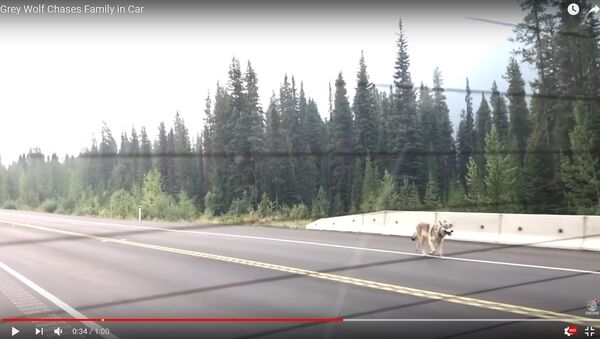 Серый волк несколько километров преследовал автомобиль канадцев - Sputnik Беларусь