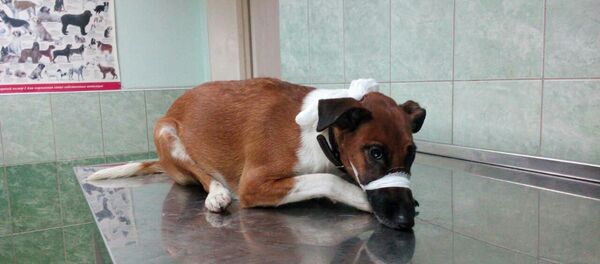 Сбитая в Минске собака - Sputnik Беларусь