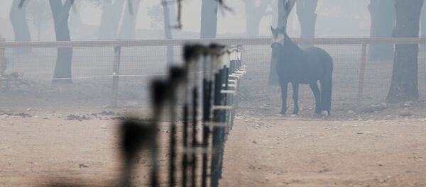 Пожары в Калифорнии - Sputnik Беларусь