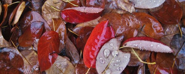 Дождь осенью - Sputnik Беларусь