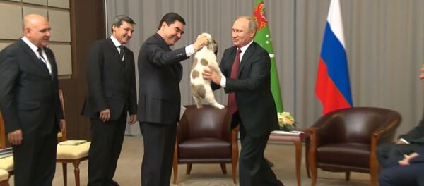 Гурбангулы Бердымухамедов подарил Путину щенка алабая - Sputnik Беларусь