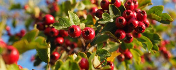 Плады глогу Плады глогу - Sputnik Беларусь