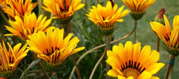 Осенние цветы - Sputnik Беларусь