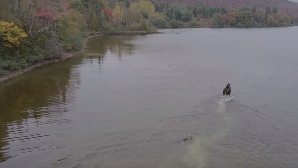 Схватка лося и волка в озере, видео - Sputnik Беларусь