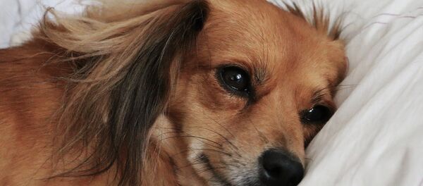 Собака болеет - Sputnik Беларусь