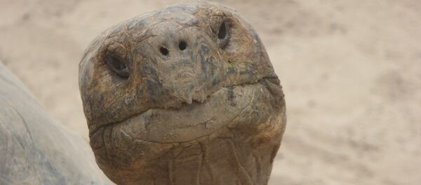 Черепаха - Sputnik Беларусь