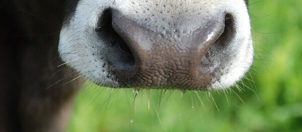 Корова, архивное фото - Sputnik Беларусь