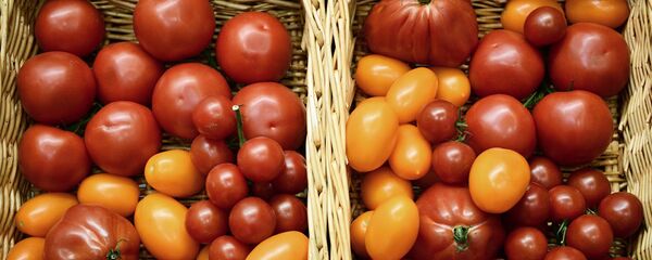 Корзины с помидорами, архивное фото - Sputnik Беларусь