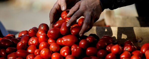 Томаты, архивное фото - Sputnik Беларусь