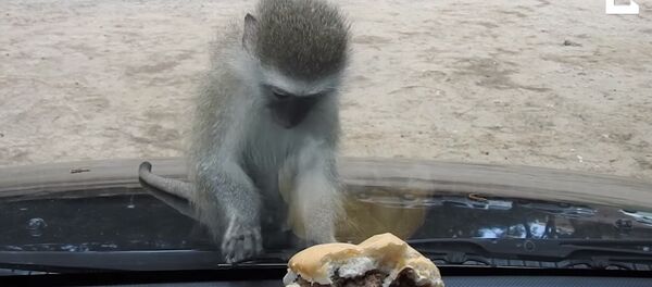 Обезьянка пыталась съесть бургер через автомобильное стекло - Sputnik Беларусь