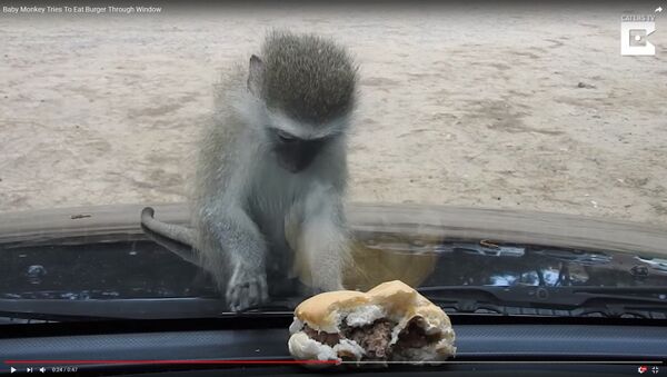 Обезьянка пыталась съесть бургер через автомобильное стекло - Sputnik Беларусь