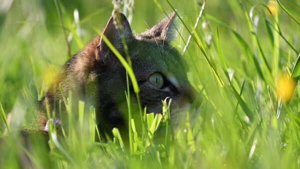 Кошка в траве - Sputnik Беларусь