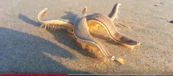 Гуляющая по берегу морская звезда стала хитом интернета Гуляющая по берегу морская звезда стала хитом интернета - Sputnik Беларусь