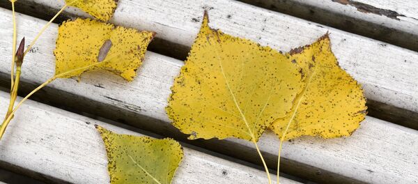 Осенние листья Осенние листья - Sputnik Беларусь