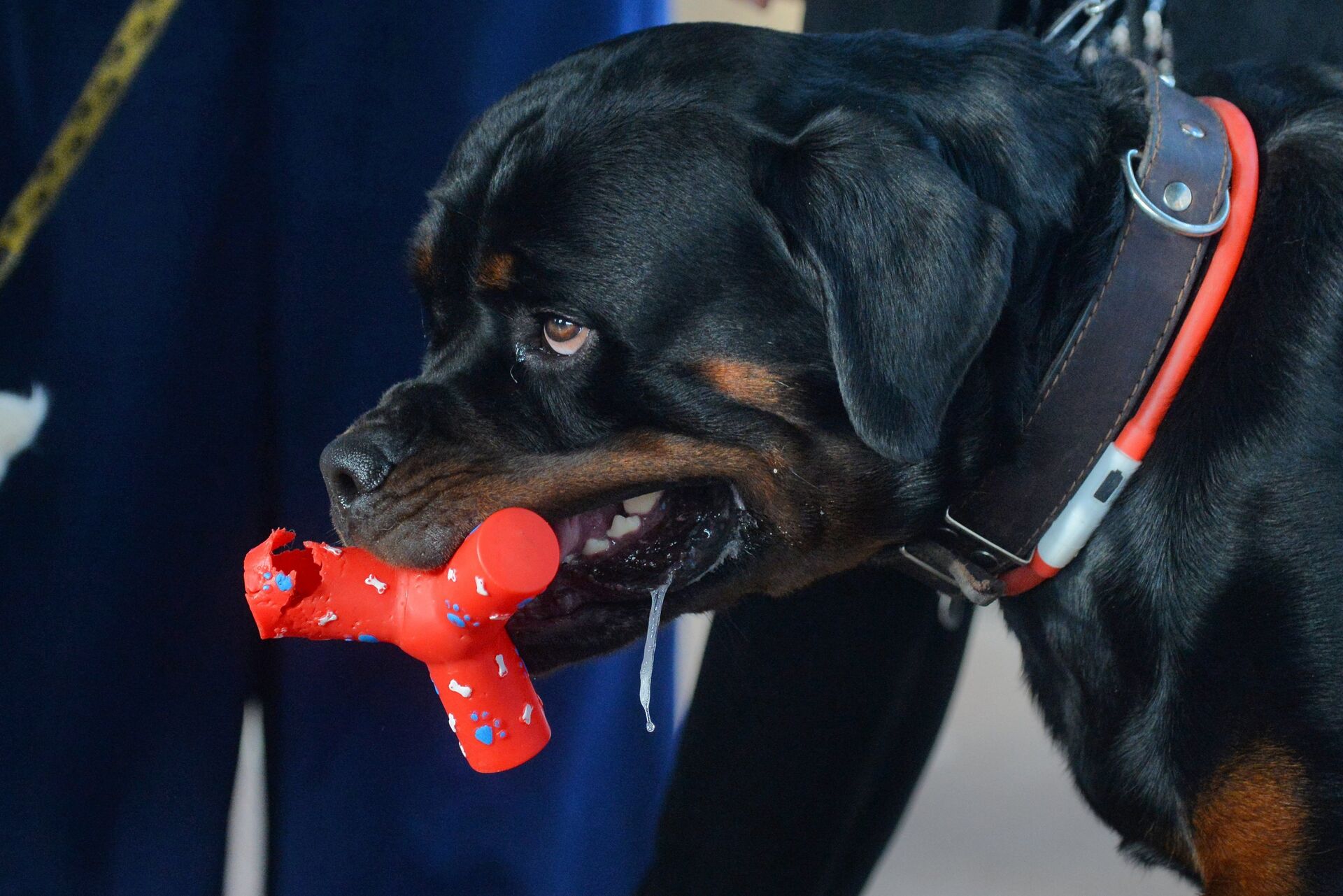 Выставка собак Осень с Догшоу-2017 - Sputnik Беларусь, 1920, 23.10.2025