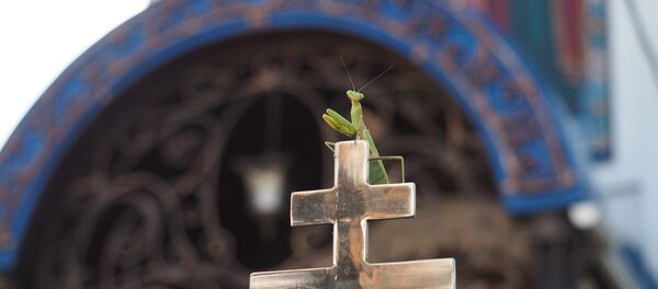 Богомол на кресте - Sputnik Беларусь