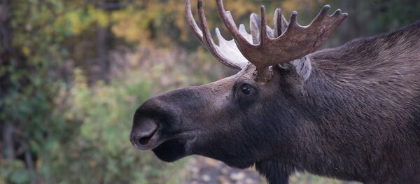 Лось в лесу, архивное фото - Sputnik Беларусь