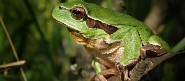 Лягушка Лягушка - Sputnik Беларусь