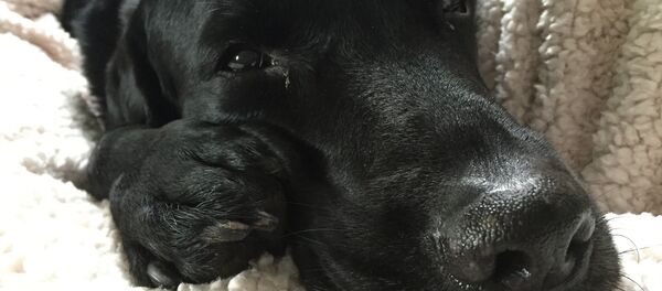 Лабрадор, архивное фото - Sputnik Беларусь