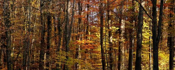 Осенний лес, архивное фото - Sputnik Беларусь