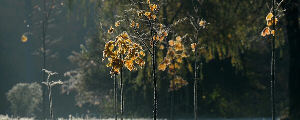 Першыя замаразкі Першыя замаразкі - Sputnik Беларусь