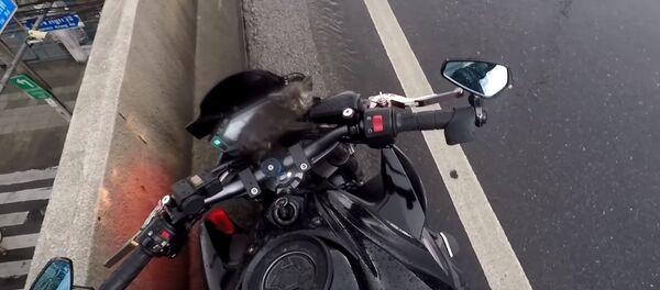 Чудесное спасение котенка от гибели под машиной - Sputnik Беларусь