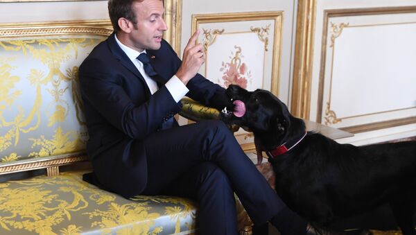 Президент Франции Эммануэль Макрон и его собака Немо - Sputnik Беларусь
