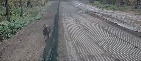 Лось перабраўся з Беларусі ў Літву, пераскочыўшы праз плот на мяжы Лось перабраўся з Беларусі ў Літву, пераскочыўшы праз плот на мяжы - Sputnik Беларусь