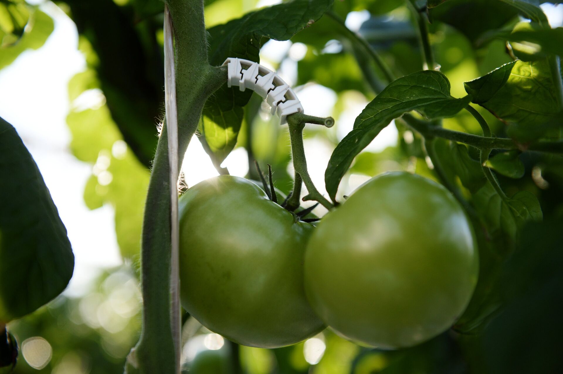 Томаты в теплице, архивное фото - Sputnik Беларусь, 1920, 18.03.2026