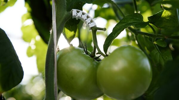 Томаты в теплице, архивное фото - Sputnik Беларусь