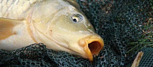 Карп, архивное фото - Sputnik Беларусь