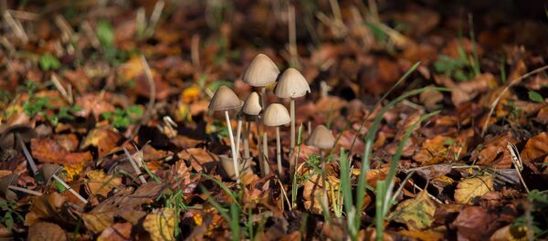 Галюциногенные грибы  Psilocybe semilanceata - Sputnik Беларусь