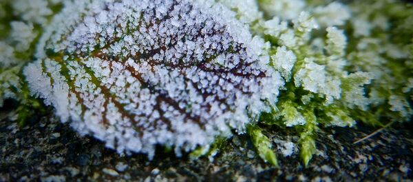 Трава в инее - Sputnik Беларусь