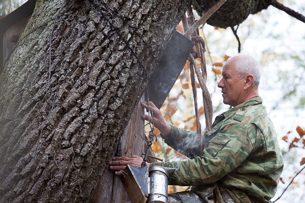 Быць бортнікам - гэта больш, чым быць проста пчаляром. Трэба любіць пчол, лес, традыцыю. Бо калі звычайны пчаляр з рамачнага вулля можа выціснуць 20-30 літраў мёду, то з калоды - 5-10. - Sputnik Беларусь