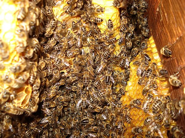 Человек, который занимается бортным сбором меда, практически не вмешивается в жизнь пчел, оставляя ее максимально приближенной к жизни в натуральных условиях. - Sputnik Беларусь