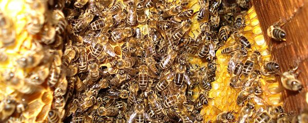 Борцевы мёд у лесе Борцевы мёд у лесе - Sputnik Беларусь