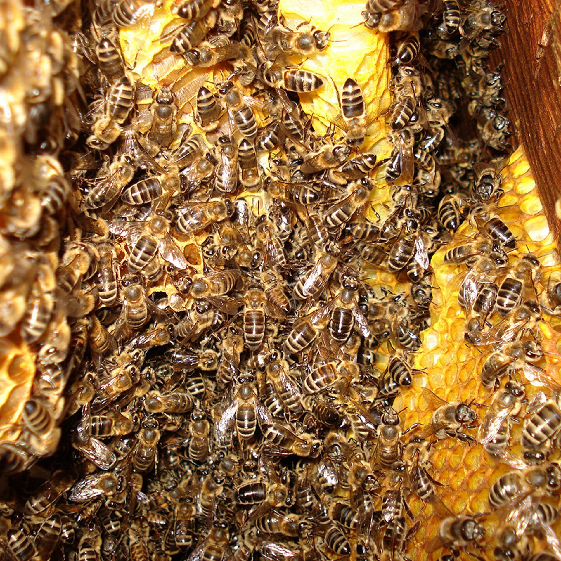 Пчелы в жизни человека. Пчелы падевый мед. Дикий Бортевой мед. Бортничество мед. Бурзянская бортевая пчела.