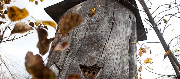 Бортный мед - колода в лесу Бортный мед - колода в лесу - Sputnik Беларусь