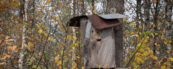 Бортнікі перадаюць калоды з пакалення ў пакаленне - Sputnik Беларусь