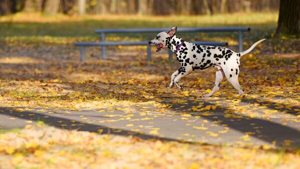 Собака в парке - Sputnik Беларусь
