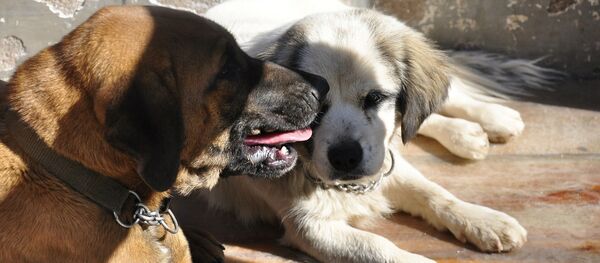 Собаки, архивное фото - Sputnik Беларусь