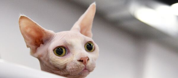 Кот породы сфинкс - Sputnik Беларусь