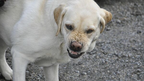 Злая собака, архивное фото - Sputnik Беларусь