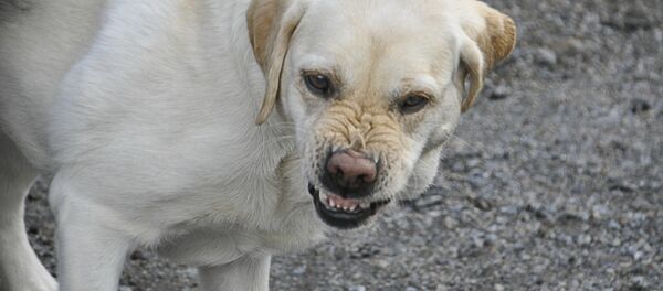 Злая собака, архивное фото - Sputnik Беларусь