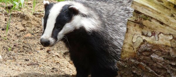 Барсук, архивное фото - Sputnik Беларусь