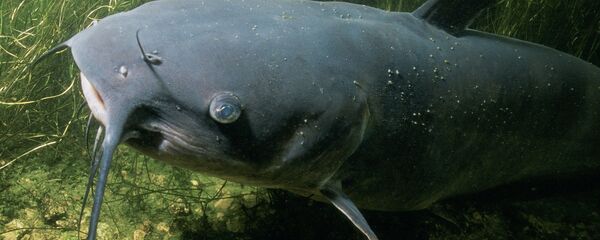 Сом, архивное фото - Sputnik Беларусь