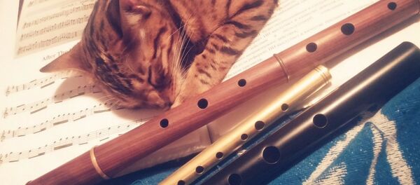 Галоўны музычны крытык творчасці Cluaran - кот Томас - Sputnik Беларусь