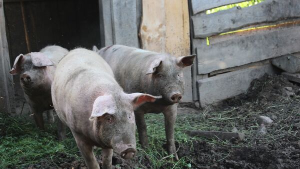 Свиньи на ферме, архивное фото - Sputnik Беларусь